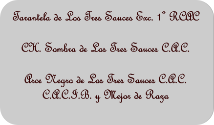 Tarantela de Los Tres Sauces Exc. 1 RCAC  CH. Sombra de Los Tres Sauces C.A.C.  Arce Negro de Los Tres Sauces C.A.C. C.A.C.I.B. y Mejor de Raza