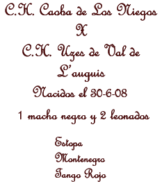 Nacidos el 30-6-08   1 macho negro y 2 leonados  C.H. Caoba de Los Niegos X C.H. Uzes de Val de Lauguis Estopa Montenegro Tango Rojo