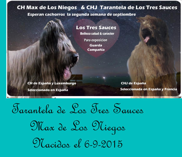 Tarantela de Los Tres Sauces Max de Los Niegos Nacidos el 6-9-2015