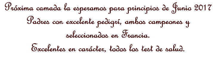 Prxima camada la esperamos para principios de Junio 2017 Padres con excelente pedigr, ambos campeones y  seleccionados en Francia. Excelentes en carcter, todos los test de salud.