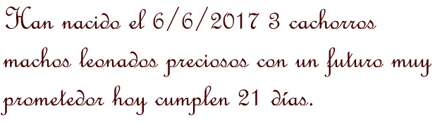 Han nacido el 6/6/2017 3 cachorros machos leonados preciosos con un futuro muy prometedor hoy cumplen 21 das.