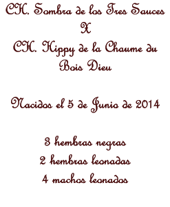 CH. Sombra de los Tres Sauces X CH. Hippy de la Chaume du Bois Dieu  Nacidos el 5 de Junio de 2014  3 hembras negras  2 hembras leonadas 4 machos leonados