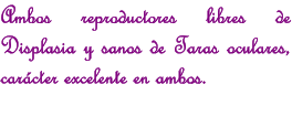 Ambos reproductores libres de Displasia y sanos de Taras oculares, carcter excelente en ambos.