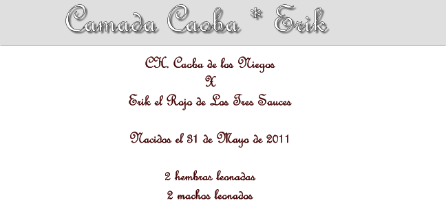 Camada Caoba * Erik CH. Caoba de los Niegos X Erik el Rojo de Los Tres Sauces  Nacidos el 31 de Mayo de 2011  2 hembras leonadas 2 machos leonados