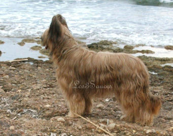 Mirando al mar