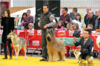 Erik de los 3 Sauces CAC CACIB Mejor de Raza